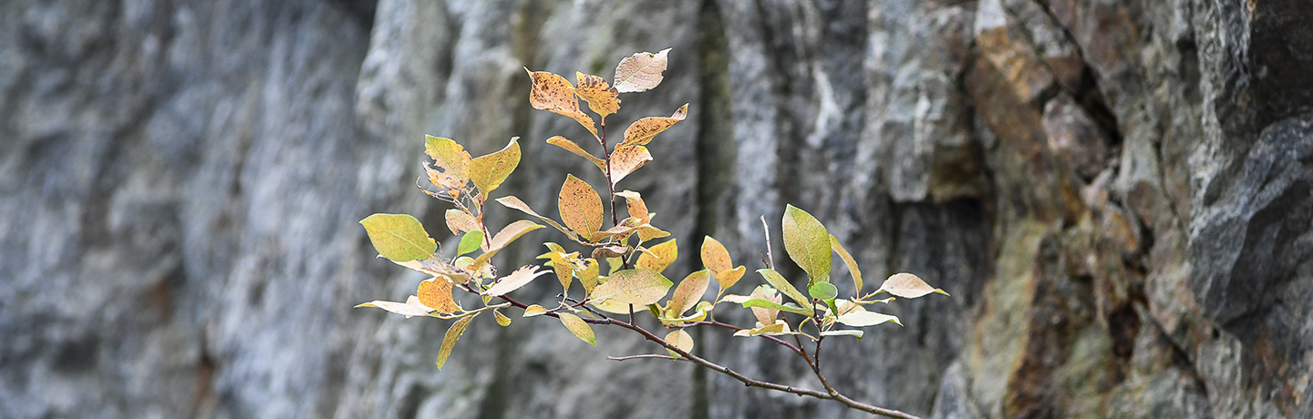 Trädgren med löv som växer ur berg.