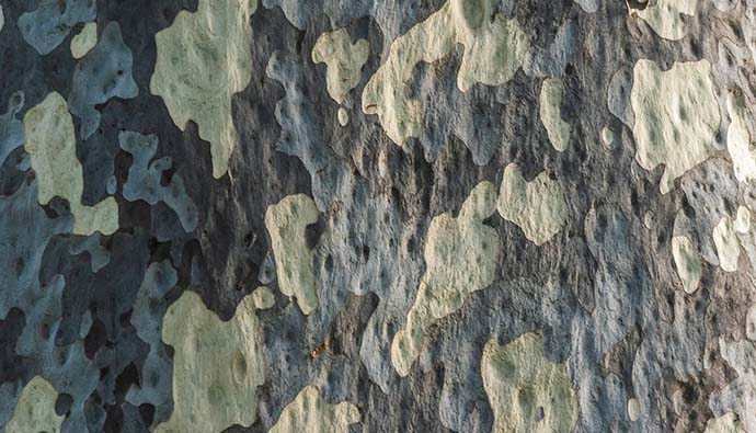 Närbild bark i kamouflagemönster. Foto: Unsplash