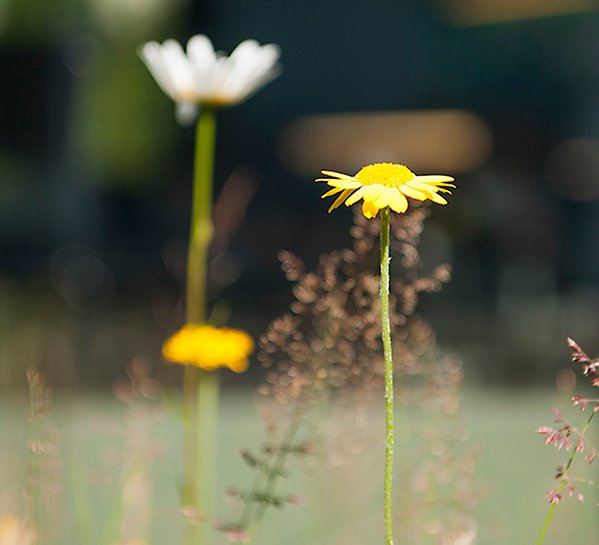 En ensam gul blomma i förgrunden, två blommor i bakgrunden och tunna gräsväxter. 